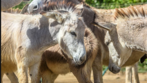 Donkey Sanctuary